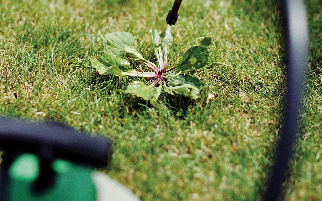 Lawn Care Basics for Beginners | Better Homes & Gardens