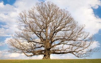 White Oak: The King of Kings | Arbor Day Blog