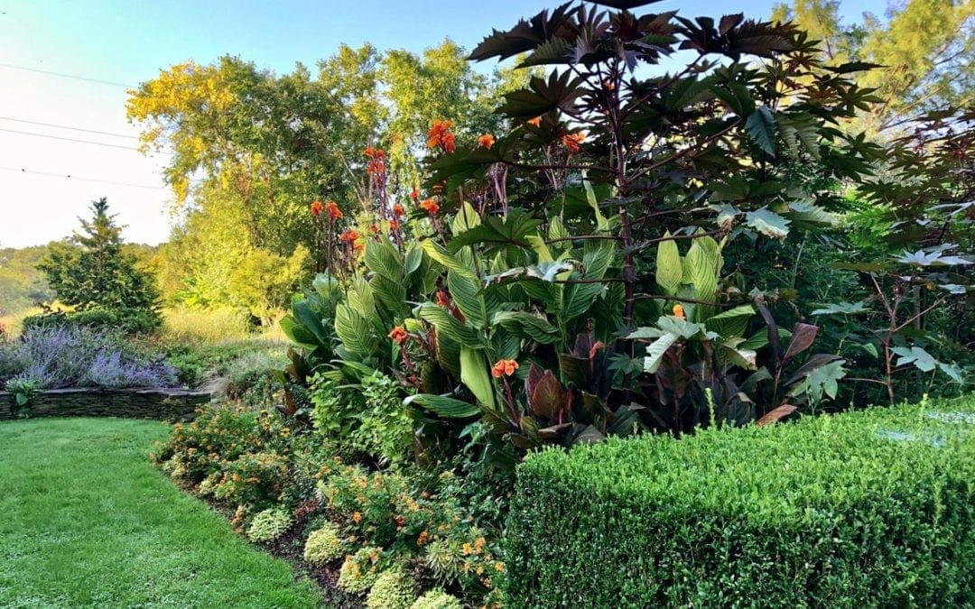 Which Plants Should You Move Indoors for Fall? – The New York Times