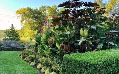 Which Plants Should You Move Indoors for Fall? – The New York Times