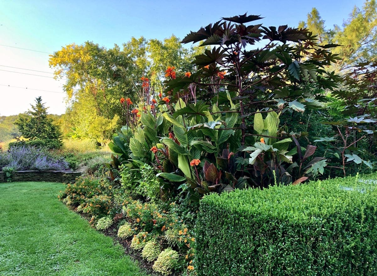 In the gardens at Landcraft Environments, Ltd., in Mattituck, N.Y., tropicals and other high-drama tender plants are the theme. From the towering purple-leaf castor bean to the variegated cannas, each species has particular requirements for overwintering.