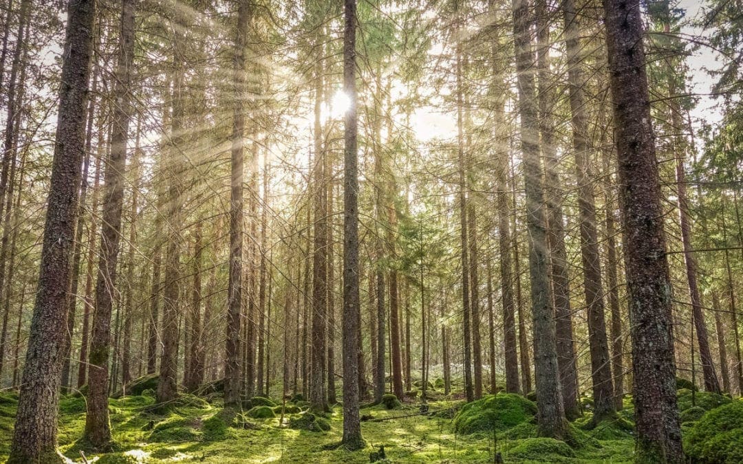 Smells of Nature Lower Physiological Stress | The Scientist Magazine®