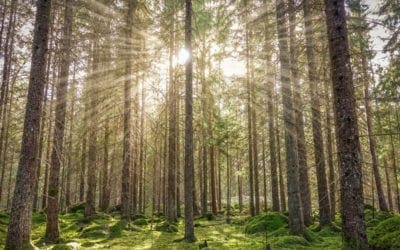 Smells of Nature Lower Physiological Stress | The Scientist Magazine®