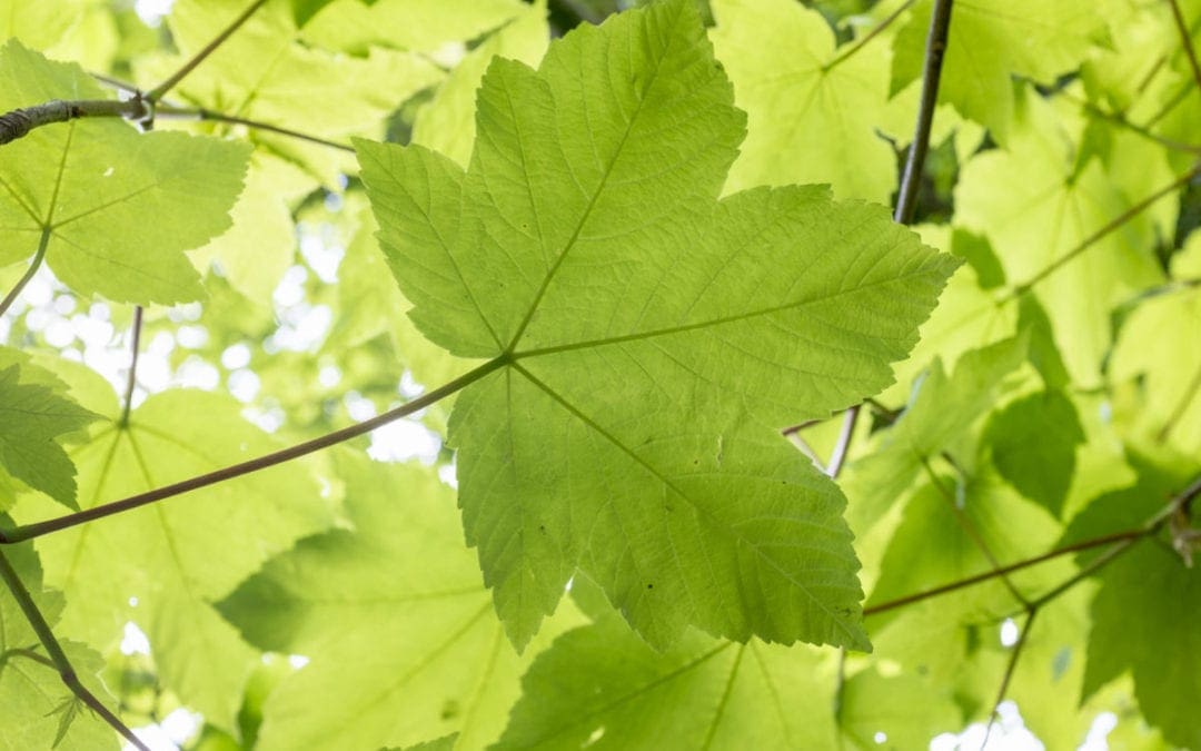 Vegetation Filters Harmful Particulates from Air–But How Much? | The Scientist Magazine®