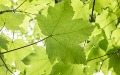 Vegetation Filters Harmful Particulates from Air–But How Much? | The Scientist Magazine®