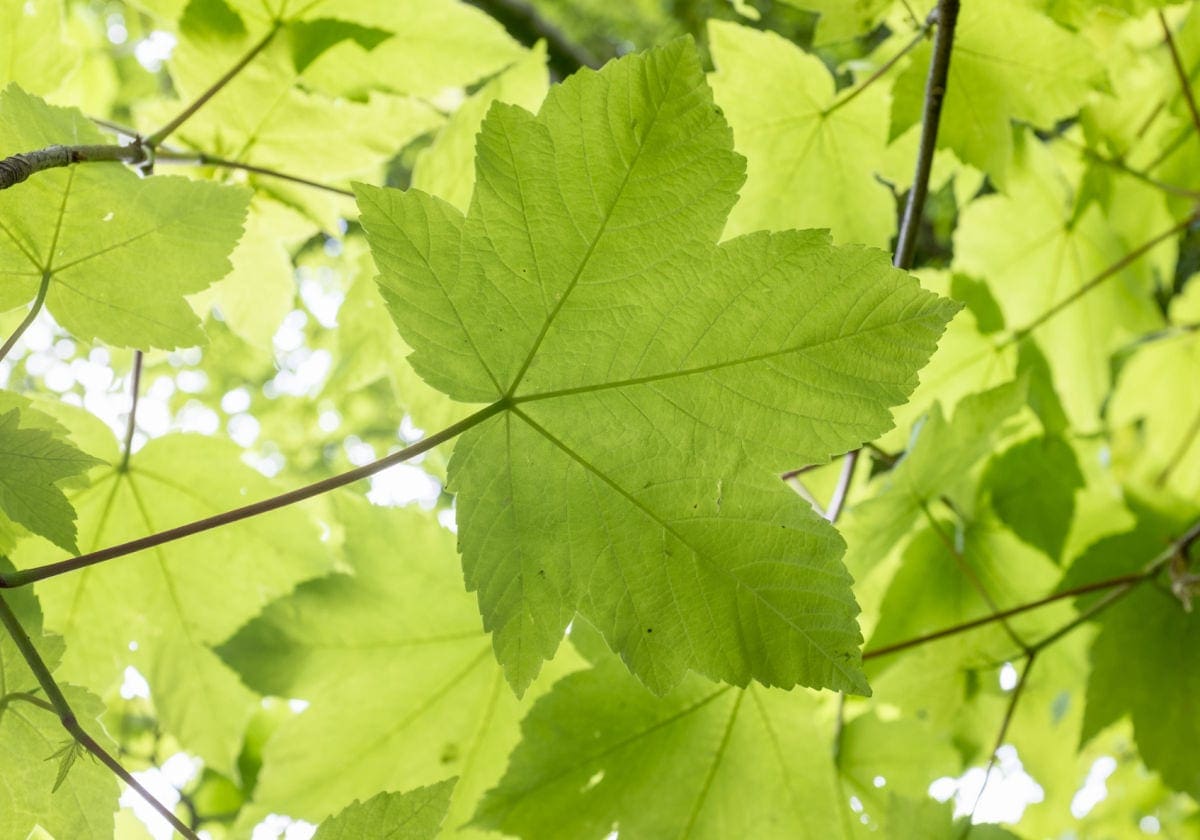 tree leaves