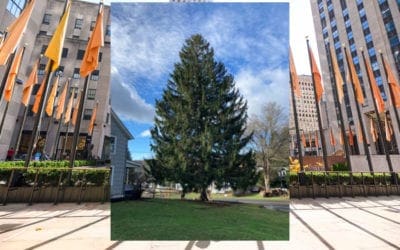 Behold! Your 2020 Rockefeller Center Christmas Tree Is Revealed – NBC New York