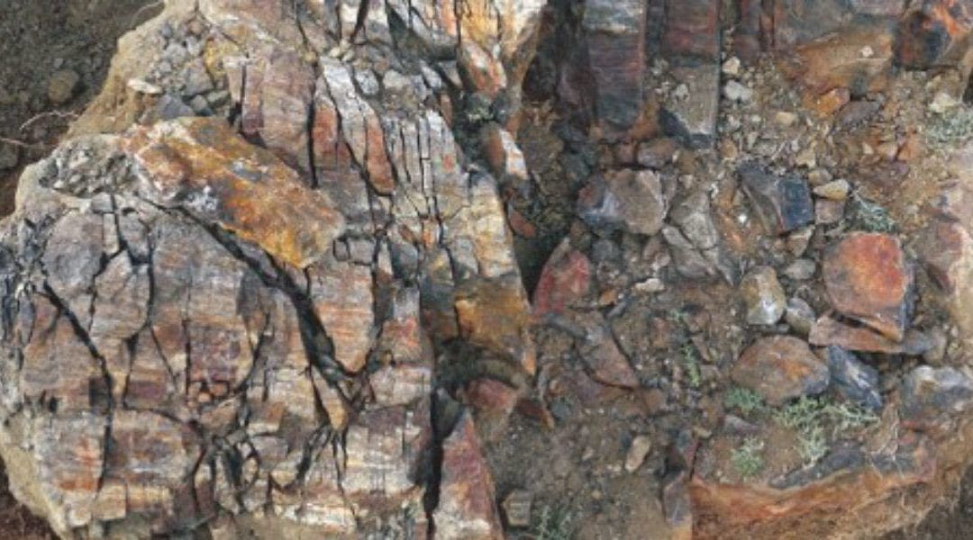 The Weird Growth Strategy of Earth’s First Trees | The Scientist Magazine®