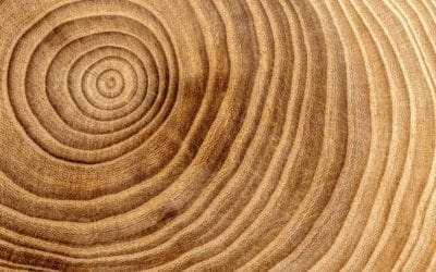 Opinion: Tree Rings as Soothsayers | The Scientist Magazine®