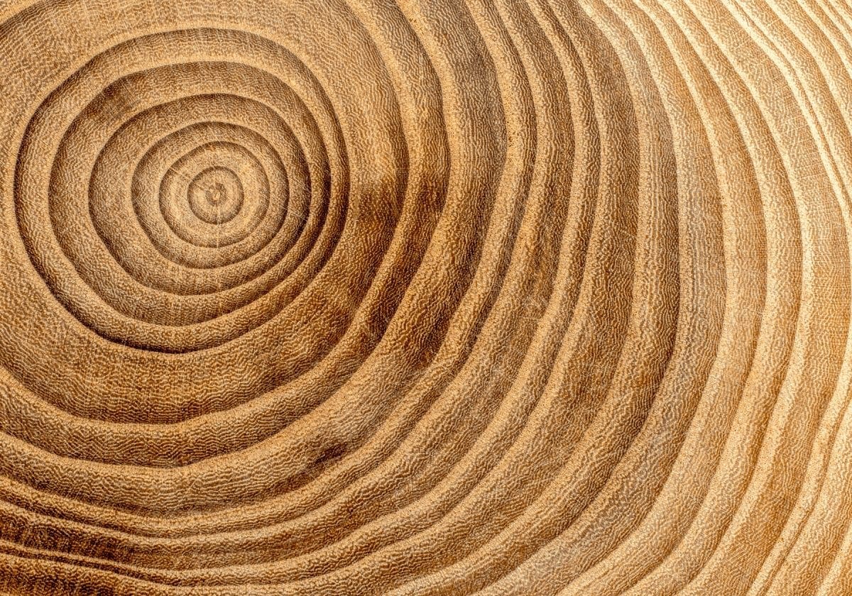 tree rings