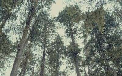 The Social Life of Forests – The New York Times