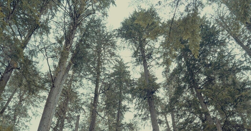 beautiful forest photo, looking upwards