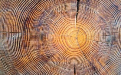 Tree rings may hold clues to impacts of distant supernovas on Earth — ScienceDaily