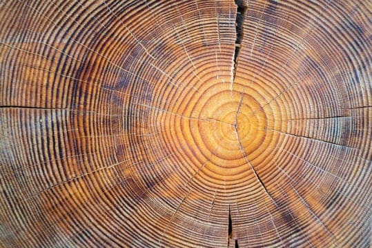 tree rings