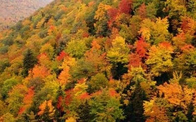 Stuck at home, I discovered the joy of identifying trees | Life and style | The Guardian