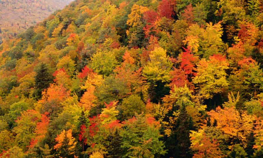 colorful autumn trees on mountainside