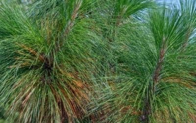 How pine needles can give us a lesson in waterproofing | Trees and forests | The Guardian