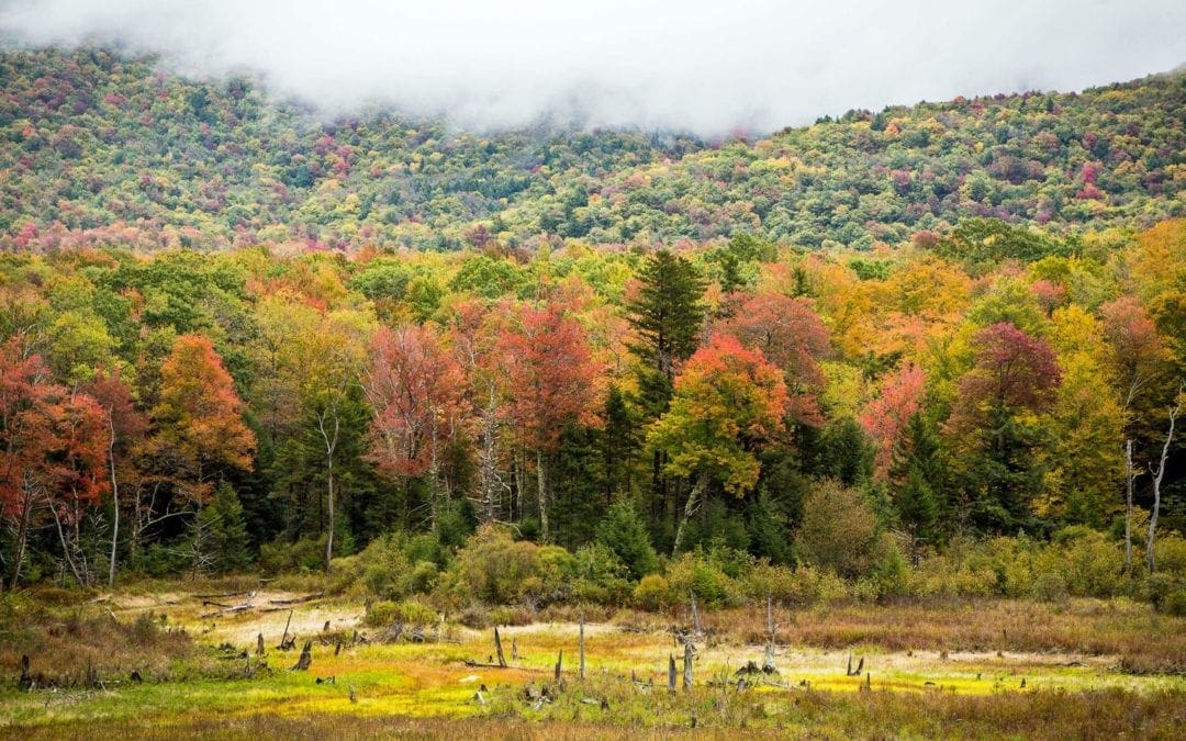 How the forests in New England are connected to forests everywhere – The Boston Globe