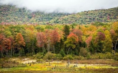 How the forests in New England are connected to forests everywhere – The Boston Globe