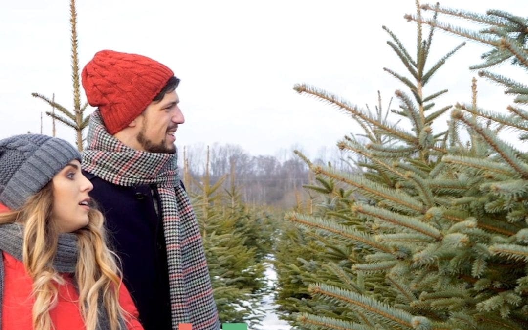 Keep your Christmas tree alive by watering it often