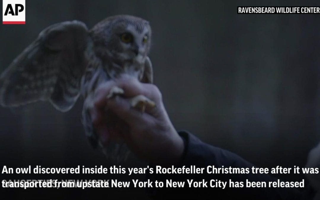 Christmas tree owl released into the wild