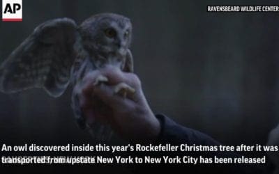 Christmas tree owl released into the wild