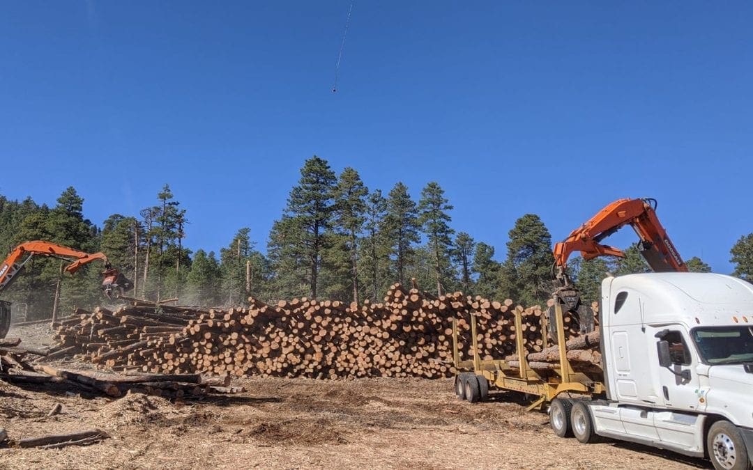 Bill Williams forest thinning project aims to prevent wildfires