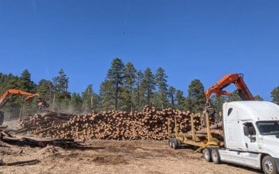 Bill Williams forest thinning project aims to prevent wildfires