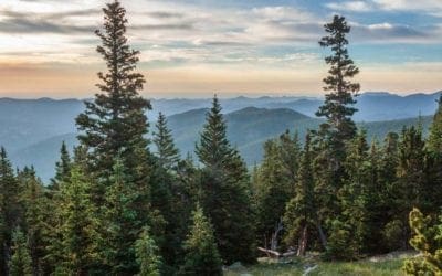 Conifers can be green because of a photosynthetic short-cut — ScienceDaily