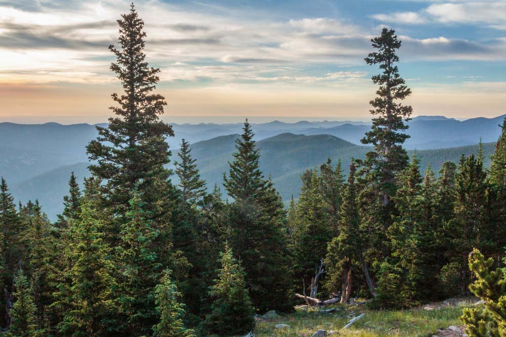 conifers in forest