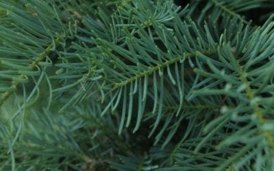 Evergreen needles act as air quality monitors: Measuring magnetic particles on needles reveals particulate air pollution — ScienceDaily