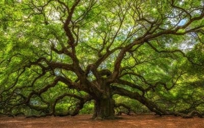Despite debate, even the world’s oldest trees are not immortal — ScienceDaily