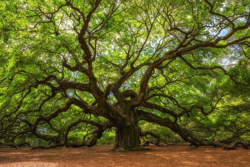 old tree