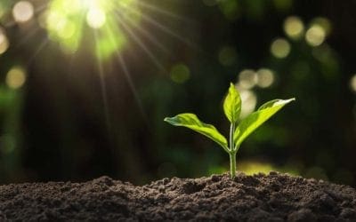 Study shines new light on young tree seedlings — ScienceDaily