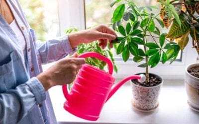 The Best Products to Help You Prep Your Houseplants for Winter | Bob Vila