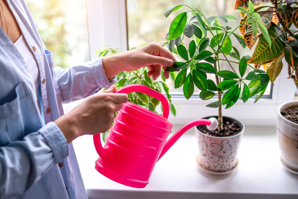 How to Water Houseplants (and How to Know if You’re Overwatering ...