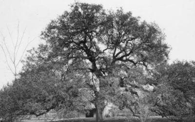 The bizarre story of a man who tried to murder a 600-year-old tree – CNN