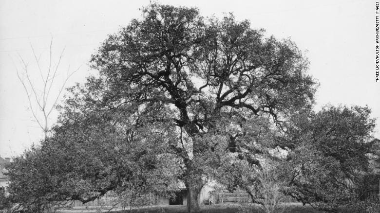 treaty oak, Texas