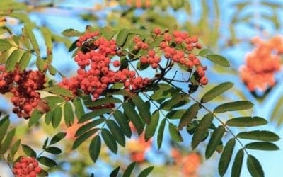 American Mountainash: The Witchwood Tree | Arbor Day Blog