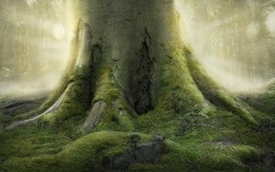 Can Trees Live Forever? New Kindling for an Immortal Debate – The New York Times