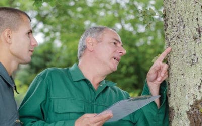 Preventative Tree Care For Long-Term Health | Turf Magazine