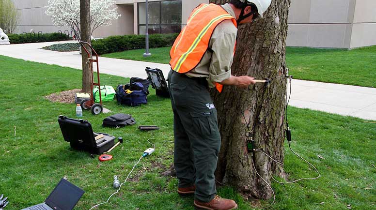 arborist working on a tree