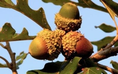 Bur Oak: Tough Tree for Tough Places | Arbor Day Blog