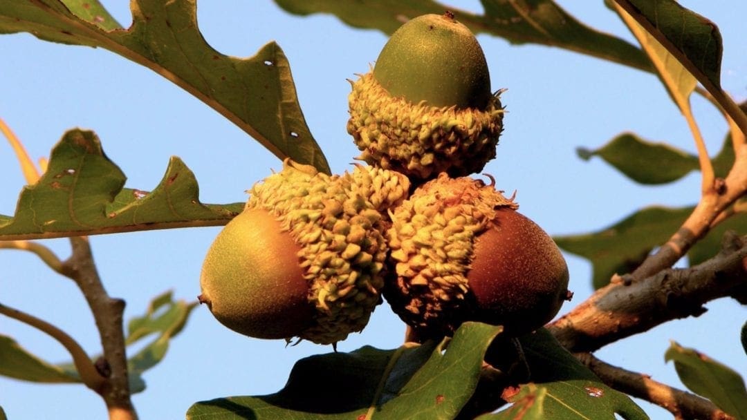 bur oak acorns