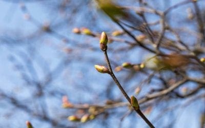 Look up to the trees to brighten your daily walk | The Guardian
