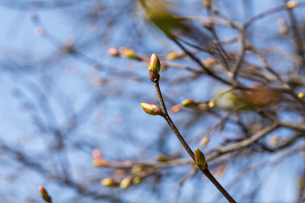 early spring budding on a tree