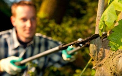 Winter Tree Pruning | Love Your Landscape