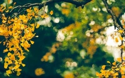 Ginkgo Trees Were Going Extinct on Their Own; Then Humans Saved These ‘Living Fossils’ So Now They’re Everywhere