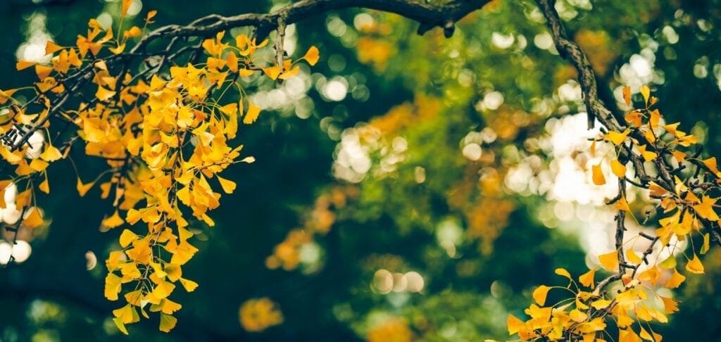 gingko tree