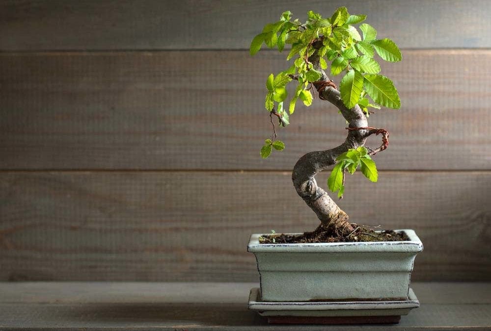 7 mini indoor trees to bring life to your desk | Well+Good
